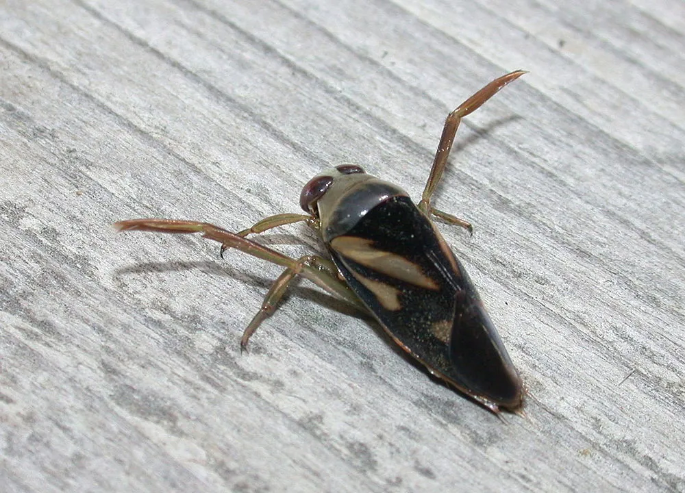 imagen de una Notonectidae, un insecto frecuente en piscina y aguas estancadas